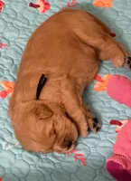 AKC the golden family, a male Golden Retriever for sale in Riverside, CA – Photo 2 of 5