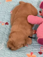 AKC the golden family, a male Golden Retriever for sale in Riverside, CA – Photo 4 of 5