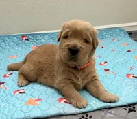 AKC the golden family, a male Golden Retriever for sale in Riverside, CA – Photo 2 of 3