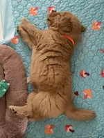 AKC the golden family, a male Golden Retriever for sale in Riverside, CA – Photo 3 of 3