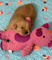 AKC the golden family, a male Golden Retriever for sale in Riverside, CA – Photo 1 of 5