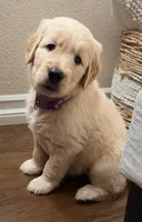 AKC-The golden familyy / purple , a female Golden Retriever for sale in Perris, CA – 3 of 6
