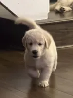 AKC-The golden familyy / brown, a male Golden Retriever for sale in Perris, CA – 9 of 10