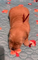 AKC the golden family , a female Golden Retriever for sale in Riverside, CA – Photo 2 of 6