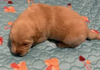 AKC the golden family , a female Golden Retriever for sale in Riverside, CA – Photo 6 of 6