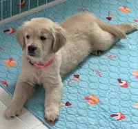 AKC the golden family , a female Golden Retriever for sale in Riverside, CA – Photo 3 of 4