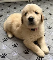 AKC the golden family , a female Golden Retriever for sale in Riverside, CA – Photo 2 of 6