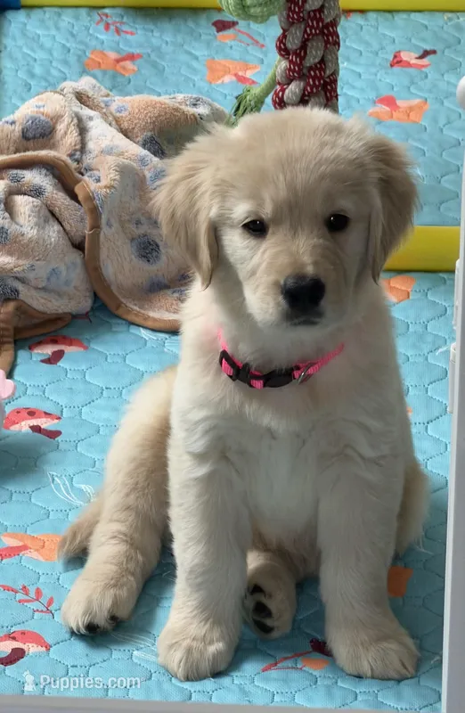 AKC the golden family  – Golden Retriever puppy for sale in Riverside, CA