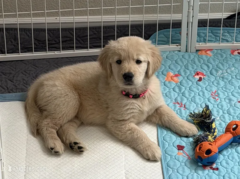 AKC the golden family  – Golden Retriever puppy for sale in Riverside, CA