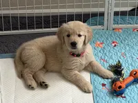 AKC the golden family , a female Golden Retriever for sale in Riverside, CA – Photo 1 of 4