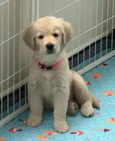 AKC the golden family , a female Golden Retriever for sale in Riverside, CA – Photo 2 of 4