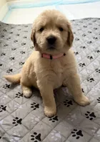 AKC the golden family , a female Golden Retriever for sale in Riverside, CA – Photo 6 of 6