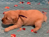 AKC the golden family , a female Golden Retriever for sale in Riverside, CA – Photo 3 of 6