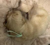 AKC the golden family , a female Golden Retriever for sale in Riverside, CA – Photo 5 of 6