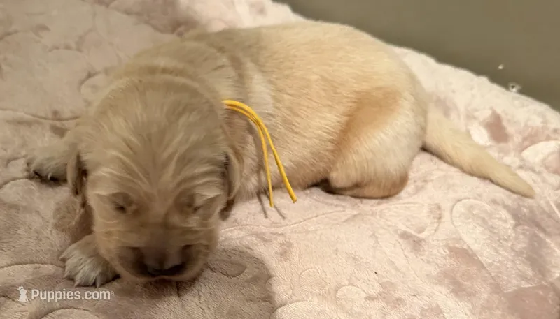 AKC the golden family  – Golden Retriever puppy for sale in Riverside, CA