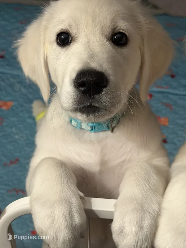 AKC the golden family  – Golden Retriever puppy for sale in Perris, CA