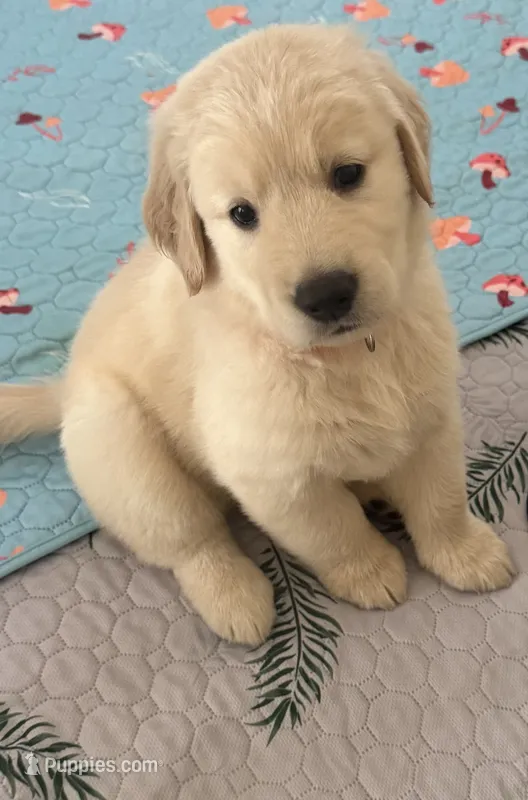 The golden familyy / orange 🍊  – Golden Retriever puppy for sale in Perris, CA