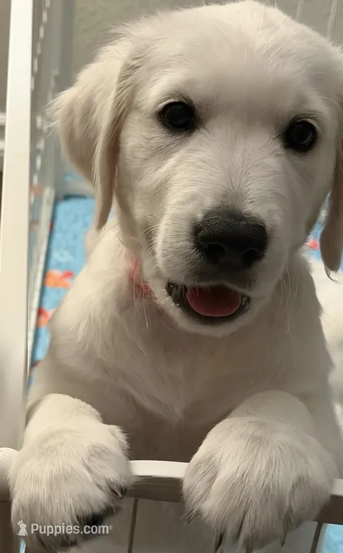AKC the golden family  – Golden Retriever puppy for sale in Perris, CA