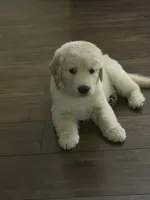 The golden familyy / brown, a male Golden Retriever for sale in Perris, CA – 7 of 8