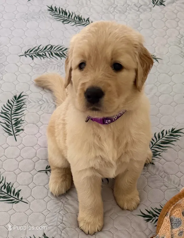  The golden familyy / purple  – Golden Retriever puppy for sale in Perris, CA