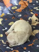 Akc the golden family , a female Golden Retriever for sale in Perris, CA – 3 of 3