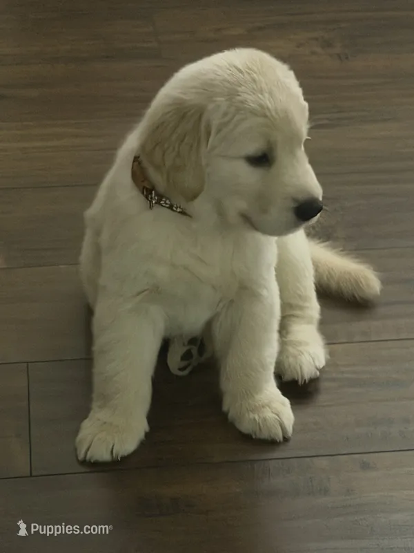 The golden familyy / brown – Golden Retriever puppy for sale in Perris, CA