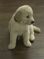The golden familyy / brown, a male Golden Retriever for sale in Perris, CA – 1 of 8