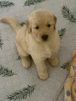  The golden familyy / purple , a female Golden Retriever for sale in Perris, CA – 3 of 4