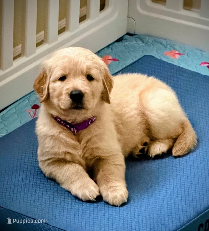 AKC-The golden familyy / purple  – Golden Retriever puppy for sale in Perris, CA
