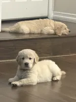 AKC-The golden familyy / brown, a male Golden Retriever for sale in Perris, CA – 10 of 10