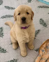  The golden familyy / purple , a female Golden Retriever for sale in Perris, CA – 2 of 4