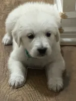 AKC the golden family , a female Golden Retriever for sale in Perris, CA – 2 of 5