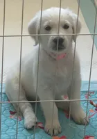 AKC the golden family , a female Golden Retriever for sale in Perris, CA – 5 of 5