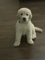 The golden familyy / brown, a male Golden Retriever for sale in Perris, CA – 3 of 8