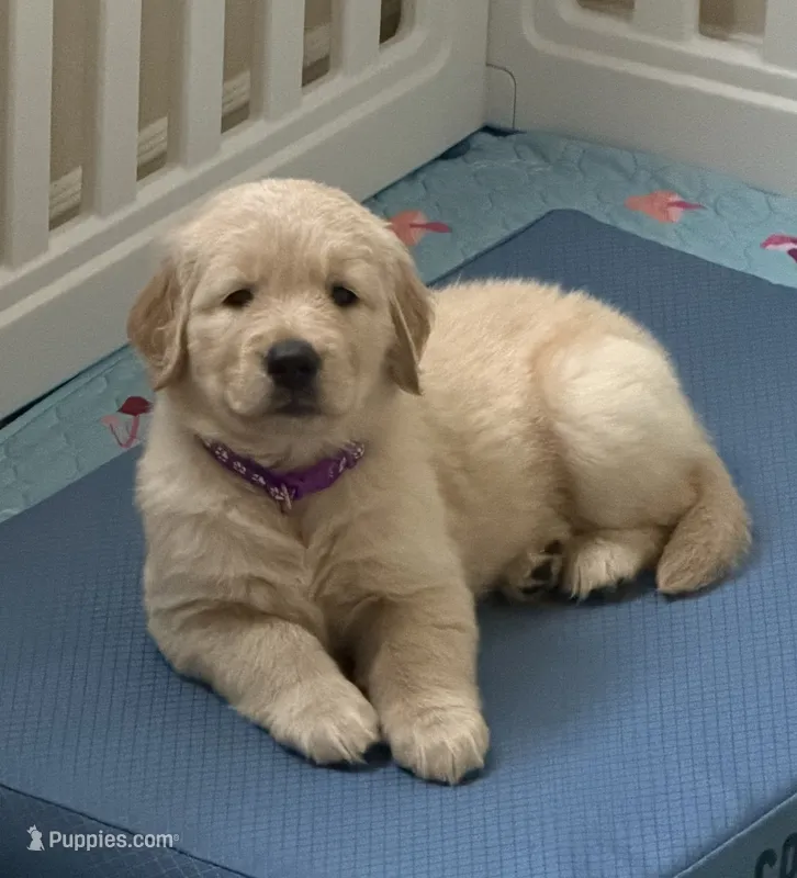  The golden familyy / purple  – Golden Retriever puppy for sale in Perris, CA