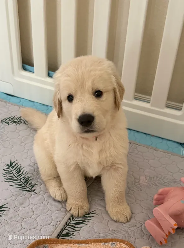 The golden familyy / orange 🍊  – Golden Retriever puppy for sale in Perris, CA
