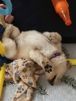 AKC-The golden familyy / purple , a female Golden Retriever for sale in Perris, CA – 5 of 6