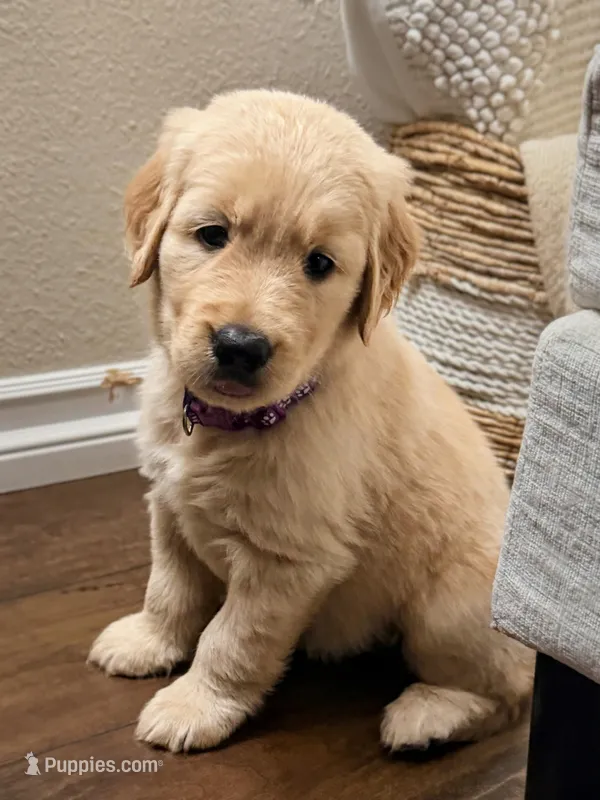  The golden familyy / purple  – Golden Retriever puppy for sale in Perris, CA