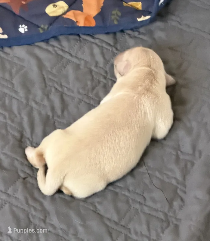 Akc the golden family  – Golden Retriever puppy for sale in Perris, CA