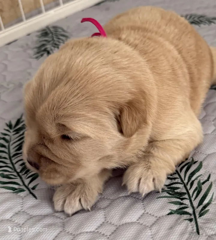 AKC the golden family – Golden Retriever puppy for sale in Riverside, CA