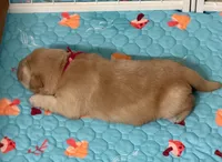 AKC the golden family, a female Golden Retriever for sale in Riverside, CA – Photo 2 of 6