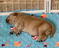 AKC the golden family, a female Golden Retriever for sale in Riverside, CA – Photo 4 of 6