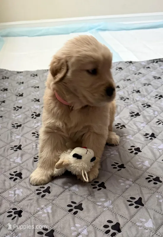 AKC the golden family – Golden Retriever puppy for sale in Riverside, CA