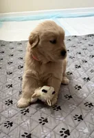 AKC the golden family, a female Golden Retriever for sale in Riverside, CA – Photo 1 of 3