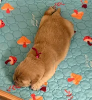 AKC the golden family, a female Golden Retriever for sale in Riverside, CA – Photo 1 of 6