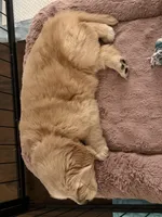 AKC the golden family, a female Golden Retriever for sale in Riverside, CA – Photo 3 of 3