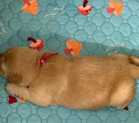 AKC the golden family, a female Golden Retriever for sale in Riverside, CA – Photo 3 of 6