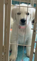 AKC the golden family , a female Golden Retriever for sale in Perris, CA – 4 of 5