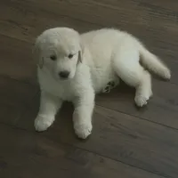 The golden familyy / brown, a male Golden Retriever for sale in Perris, CA – 4 of 8
