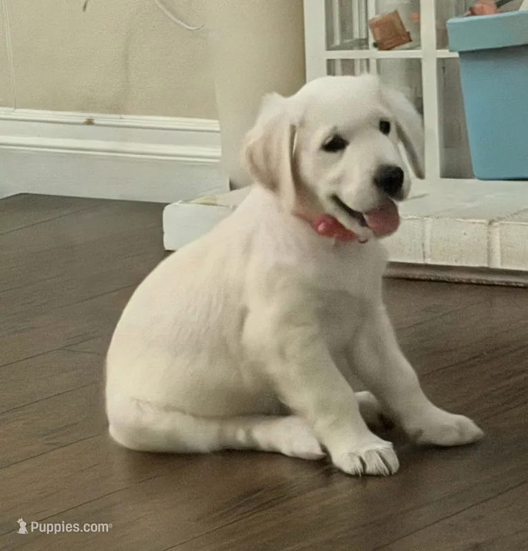 AKC the golden family  – Golden Retriever puppy for sale in Perris, CA